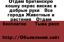 Отдам британскую кошку окрас вискас в добрые руки - Все города Животные и растения » Отдам бесплатно   . Тыва респ.